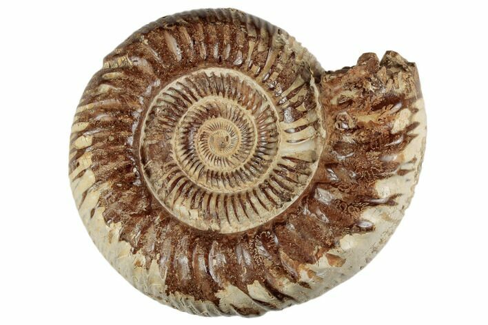 Jurassic Ammonite (Perisphinctes) - Madagascar #191425